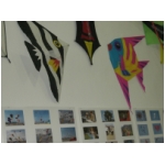 Staffolo 2009