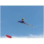 Cupra Marittima 2006