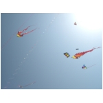 San Benedetto 2009