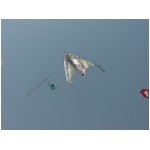 San Benedetto 2009
